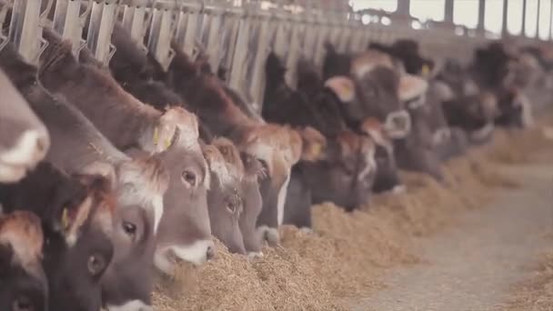 Cabeças Vacas Perto Raça Vacas Braunschwitz Vacas Giras Olham Para — Vídeo de Stock