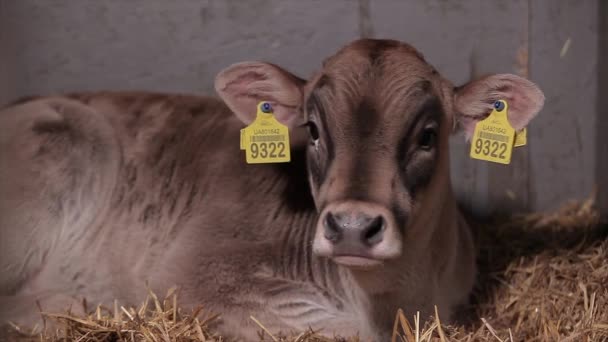 Jolie Petite Vache Tout Près Veau Vache Braunschwitz Bébé Vache — Video