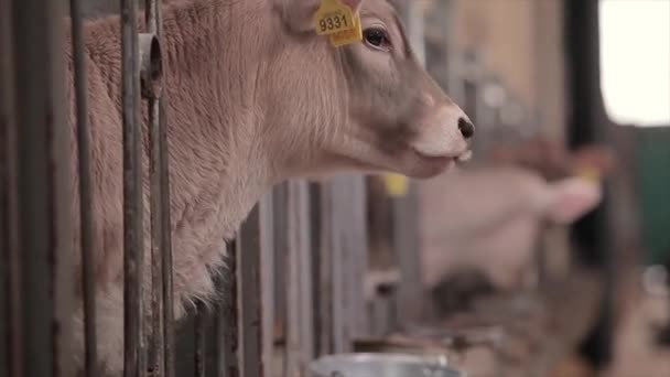 Jonge Koeien Een Koeienboerderij Kalveren Boerderij Leuke Koeienkalveren Een Melkveebedrijf — Stockvideo