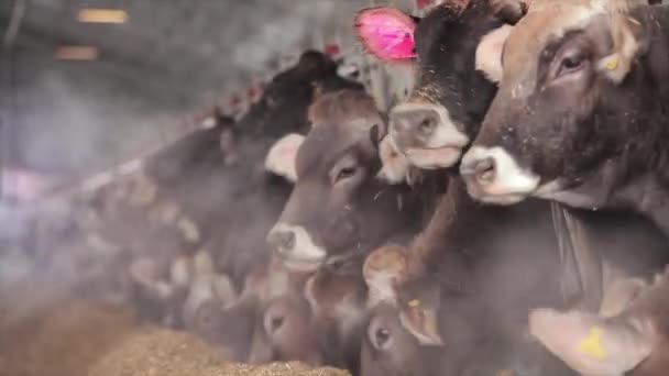 Lots Cows Barn Cows Stall Eating Hay Large Modern Farm — Stockvideo