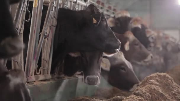 Πολλές Αγελάδες Στον Αχυρώνα Αγελάδες Στο Στάβλο Τρώνε Σανό Μεγάλο — Αρχείο Βίντεο
