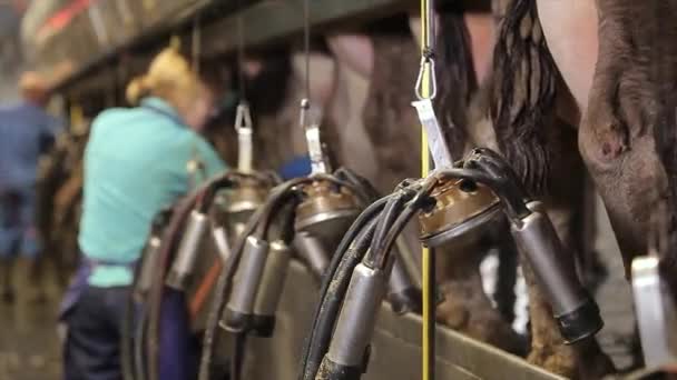 Ordenha Automática Vacas Processo Ordenha Vacas Uma Fazenda Leiteira Ordenha — Vídeo de Stock