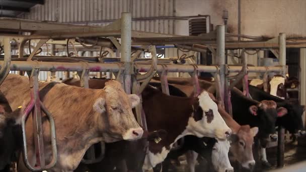 Ordeño Automático Vacas Proceso Ordeño Vacas Una Granja Lechera Ordeño — Vídeo de stock