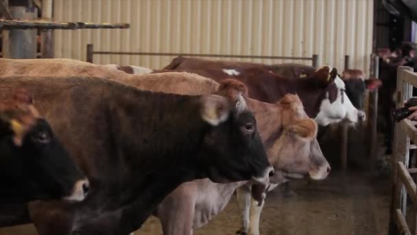Automatisk Mjölkning Kor Processen Att Mjölka Kor Mjölkgård Automatiserad Mjölkning — Stockvideo