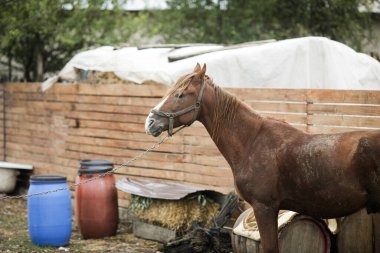 Romanya 'nın kırsal kesimlerinde tahta arabaları çekmek için kullanılan bir erkek atla sığ alan derinliği (seçici odak) görüntüsü.