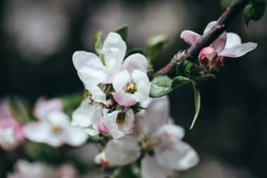 Güneşli bir bahar günü çiçek açan bir ayva ile sığ alan derinliği (seçici odak) ayrıntıları.