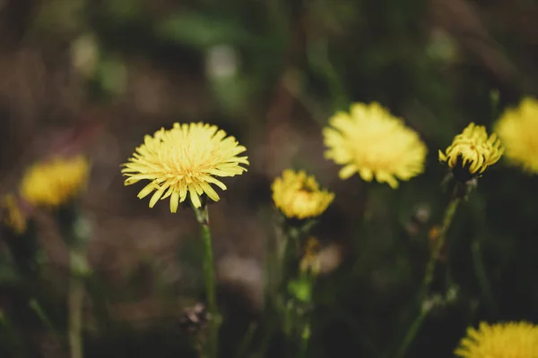 Shallow Depth Field Selective Focus Details Seeding Flowering Dandelion Flowers — Fotografia de Stock