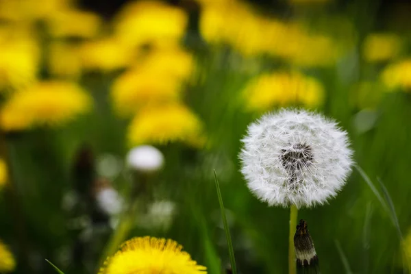 春の晴れた日に種子タンポポの花 Taraxacum とフィールドの浅い深さ 選択的焦点 の詳細 — ストック写真