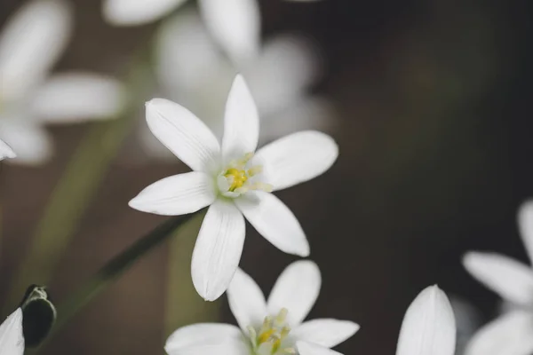 Shallow Depth Field Selective Focus Details White Rain Lily Flowers — 图库照片