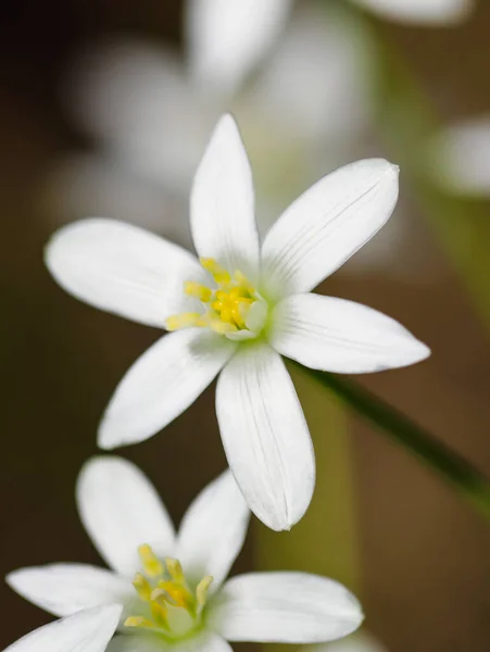Shallow Depth Field Selective Focus Details White Rain Lily Flowers — Zdjęcie stockowe