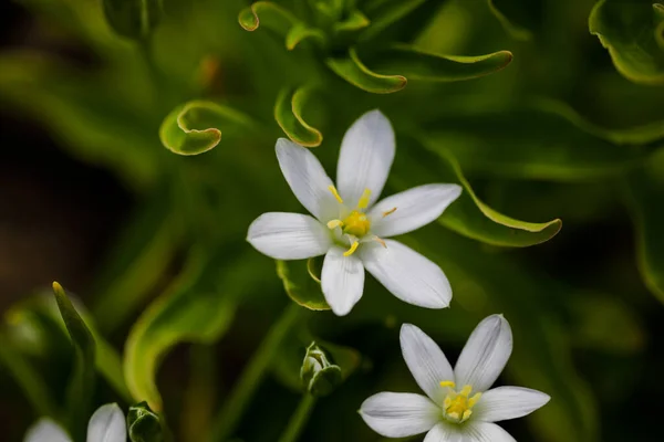 Shallow Depth Field Selective Focus Details White Rain Lily Flowers — 图库照片