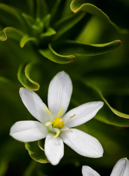 Shallow Depth Field Selective Focus Details White Rain Lily Flowers — 图库照片