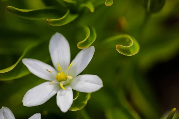 Shallow Depth Field Selective Focus Details White Rain Lily Flowers — 图库照片