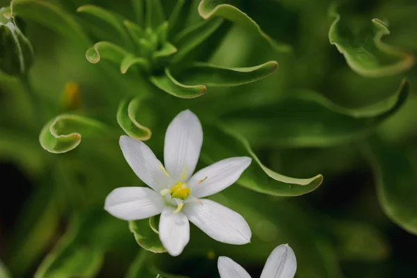 Shallow Depth Field Selective Focus Details White Rain Lily Flowers — 图库照片