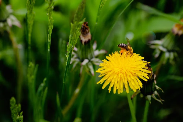 Güneşli Bir Bahar Günü Karahindiba Çiçeğinin Taraxacum Üzerindeki Bir Arı — Stok fotoğraf