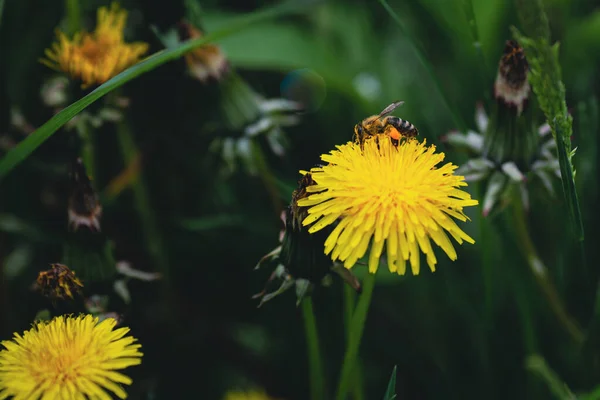 Shallow Depth Field Selective Focus Details Bee Dandelion Flower Taraxacum — 스톡 사진