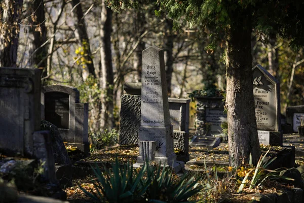 Sighisoara Romania October 2021 Details Tombs Tombstones Vegetation Old Saxon — 스톡 사진