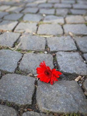 Yüzeyin sığ derinliği (seçici odak) görüntüsü ve taş kaldırımda kırmızı bir karanfil çiçeği..