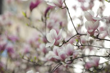 İlkbaharda bir Magnolia ağacının tomurcukları ve çiçekleriyle sığ alan derinliği (seçici odak) ayrıntıları.