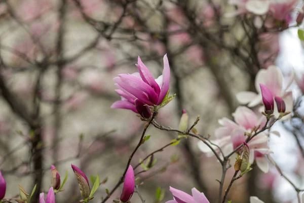 Geringe Schärfentiefe Selektiver Fokus Details Mit Knospen Und Blüten Eines — Stockfoto