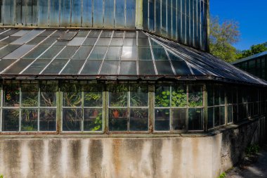 Eski ve paslı metalik yeşil evdeki bitkilerle ilgili detaylar.