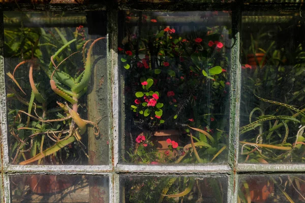 Details Plants Old Rusty Metallic Green House — Stockfoto