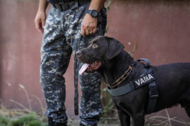 Bucharest, Romania - August 30, 2022: Officer from the Romanian customs train a service dog to detect drugs and ammunition near a car during a drill exercise.