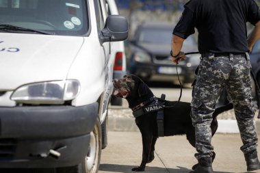 Bucharest, Romania - August 30, 2022: Officer from the Romanian customs train a service dog to detect drugs and ammunition near a car during a drill exercise.