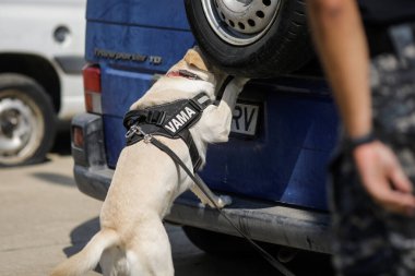 Bucharest, Romania - August 30, 2022: Officer from the Romanian customs train a service dog to detect drugs and ammunition near a car during a drill exercise.