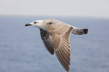 Yunanistan 'ın Thassos adasında, Ege Denizi üzerinde güneşli bir yaz gününde deniz kuşu..