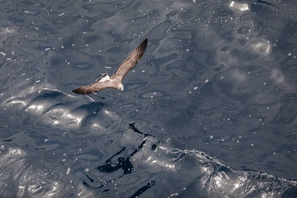 Aves Marinas Sobre Mar Egeo Isla Griega Tasos Soleado Día — Foto de Stock