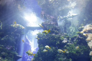 Akvaryumdaki tropikal ve egzotik balık ve mercanlar.