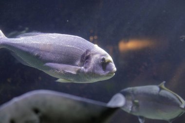 Akvaryumdaki tropikal ve egzotik balık ve mercanlar.