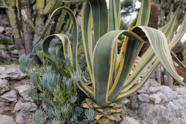 Bulutlu bir bahar günü, Fransız Rivierası 'ndaki botanik bahçesindeki çeşitli Akdeniz bitkileriyle sığ alan derinliği (seçici odak) ayrıntıları.