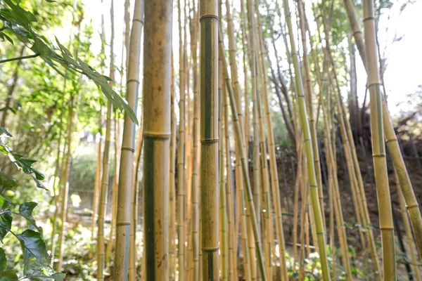 一个阳光明媚的春日 法国里维拉的植物园里 不同地中海植物的浅浅的田野深度 有选择的焦点 — 图库照片