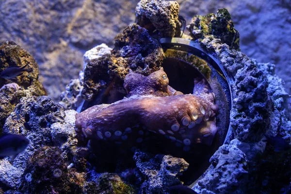 Details Mit Einem Oktopus Aquarium — Stockfoto