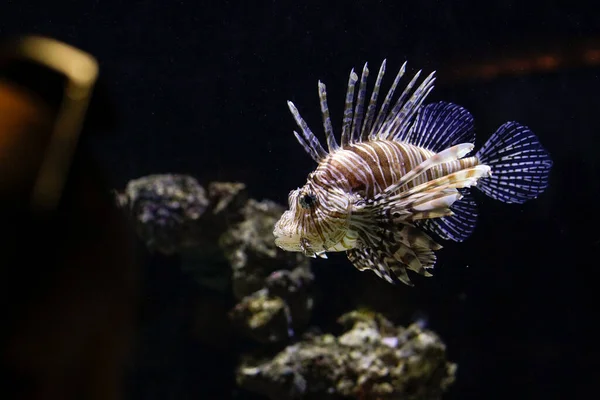 Pterois Volitans Oder Der Feuerfisch Ein Giftiger Fisch Aquarium — Stockfoto