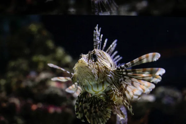 Pterois Volitans Oder Der Feuerfisch Ein Giftiger Fisch Aquarium — Stockfoto