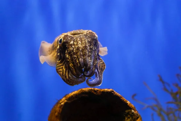 Details Mit Einem Tintenfisch Aquarium — Stockfoto