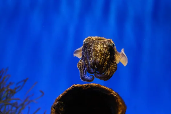 Details Mit Einem Tintenfisch Aquarium — Stockfoto