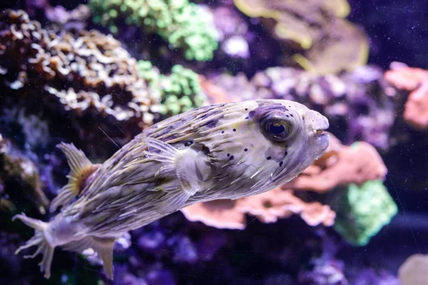 Kugelfische Aquarium — Stockfoto