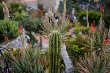 Bulutlu bir bahar günü, Fransız Rivierası 'ndaki botanik bahçesindeki çeşitli Akdeniz bitkileriyle sığ alan derinliği (seçici odak) ayrıntıları.