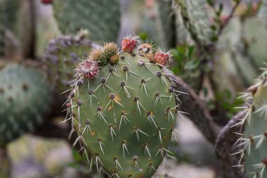Bulutlu bir bahar günü, Fransız Rivierası 'ndaki botanik bahçesindeki çeşitli Akdeniz bitkileriyle sığ alan derinliği (seçici odak) ayrıntıları.