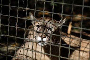 Doğu Avrupa hayvanat bahçesinde kafesteki puma. Vahşi hayatı kafesledim. Hayvan istismarı.
