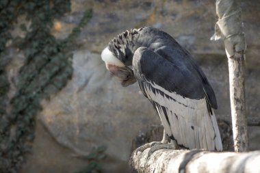 And Akbabası 'nı (Vultur gryphus) Doğu Avrupa' da bir hayvanat bahçesinde hapsetti. Vahşi hayatı kafesledim. Hayvan istismarı.