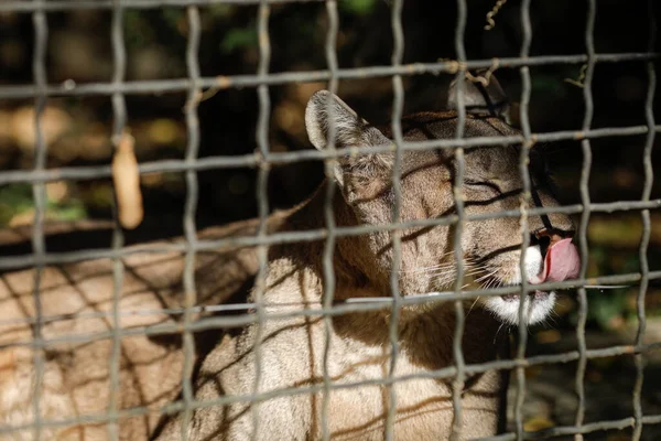 Puma Enjaulada Zoológico Europa Del Este Vida Silvestre Enjaulada Abuso — Foto de Stock
