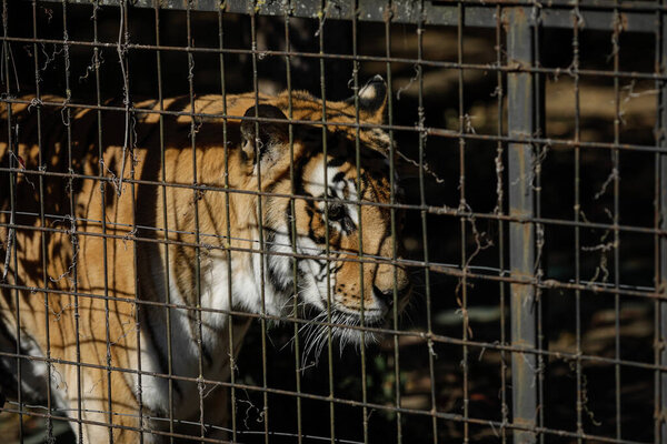 Caged Indian tiger in an eastern European zoo. Caged wildlife. Animal abuse.