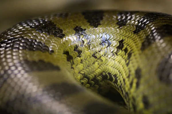 Shallow Depth Field Selective Focus Details Scales Boa Constrictor Snake — Stock Photo, Image