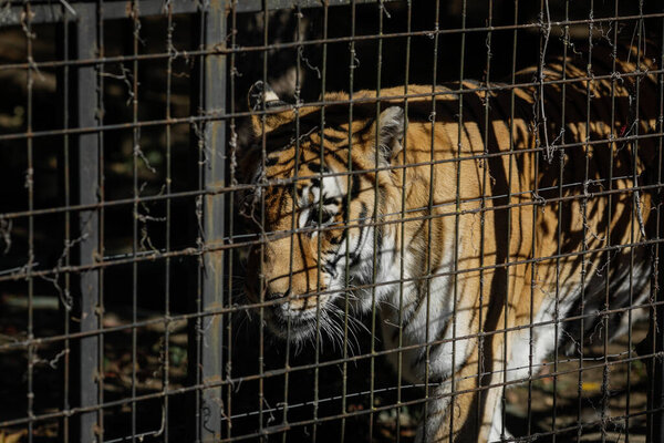 Caged Indian tiger in an eastern European zoo. Caged wildlife. Animal abuse.