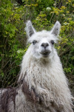 Mavi gözlü beyaz bir alpaka portresi ve yeşil bir arka planı var.